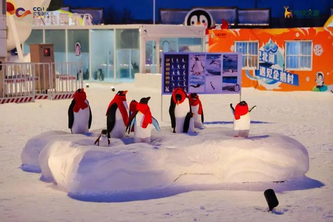 一！16只巴布亚企鹅亮相长春j9九游会真人游戏第一全国唯(图7)